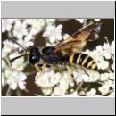 Cerceris arenaria - Sandknotenwespe m01b 12mm Teverener Heide.jpg